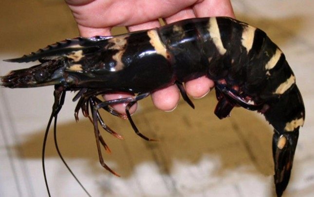 男子打捞到怪虾兴奋不已专家的话却让他气的不轻