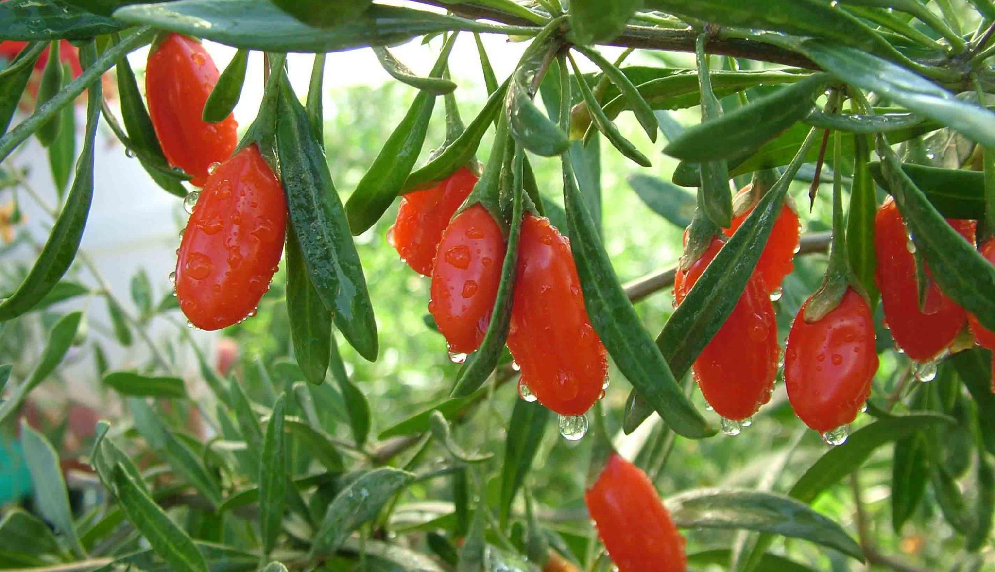 百问(6)鲜枸杞好吃还是干枸杞好吃?__财经头条