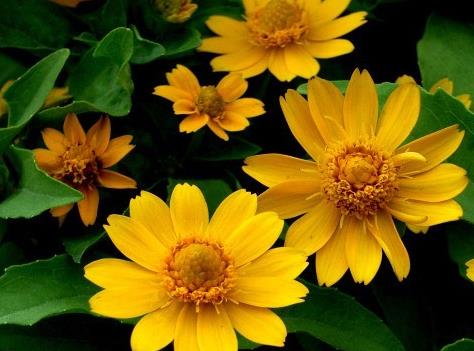 新手养护皇帝菊,掌握3个技巧,次次开花"爆盆",一开就三个月