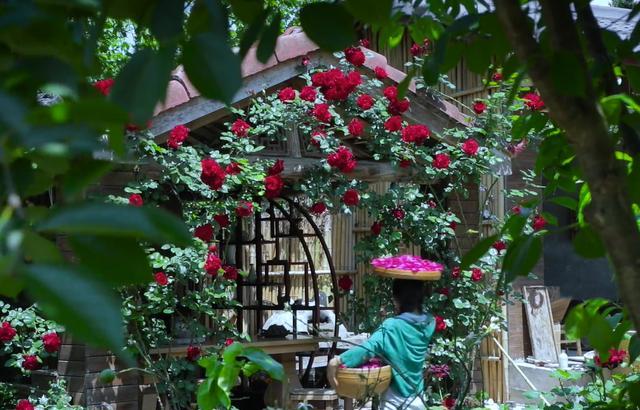 为什么说养花人的院子都很美?看过李子柒的院子
