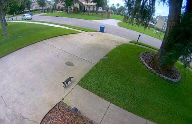 机智流浪猫骗男子收养,自己先安顿好了,再偷偷送上4个娃休闲区蓝鸢梦想 - Www.slyday.coM 机智流浪猫骗男子收养,自己先安顿好了,再偷偷送上4个娃休闲区蓝鸢梦想 - Www.slyday.coM