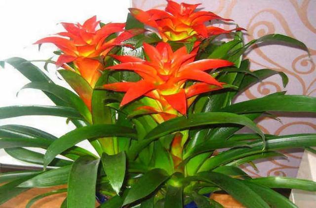 家里养了3种吉祥花,一年四季招财纳福,寓意好啊
