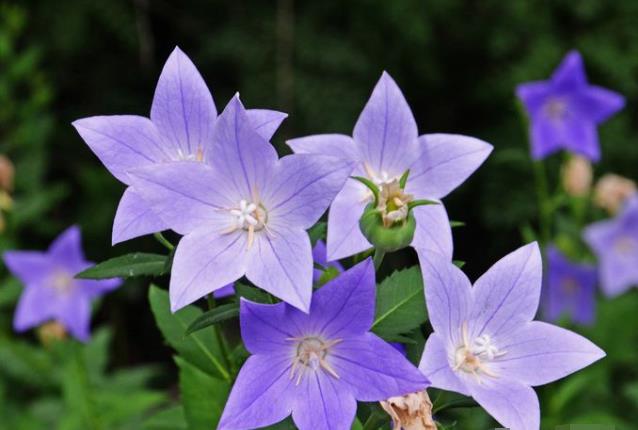 桔梗花,别称僧冠帽,铃铛花,六角荷,梗草,白药等,是桔梗科桔梗属多年生