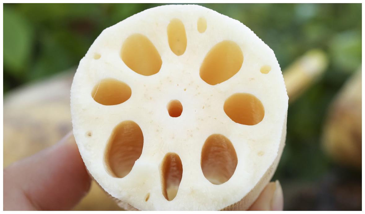 原来莲藕有七孔和九孔之分之前一直买错了难怪做的菜不好吃