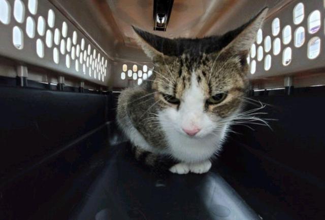 机智流浪猫骗男子收养,自己先安顿好了,再偷偷送上4个娃休闲区蓝鸢梦想 - Www.slyday.coM 机智流浪猫骗男子收养,自己先安顿好了,再偷偷送上4个娃休闲区蓝鸢梦想 - Www.slyday.coM