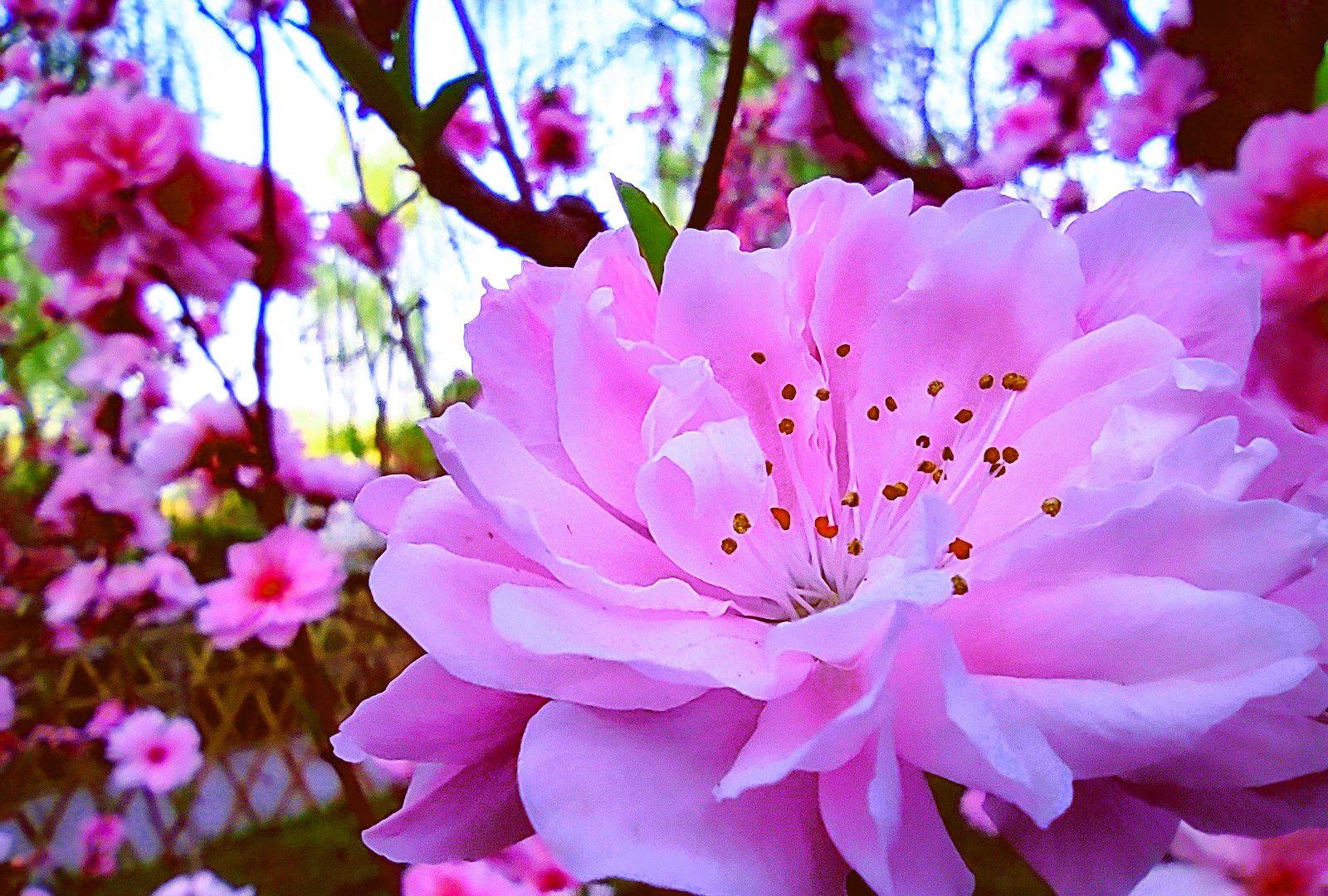 1 / 10 碧桃,是植物桃的变种,属于观赏桃花类的半重瓣及重瓣品种,统称