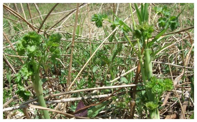 猫爪子|野菜|野草_新浪新闻