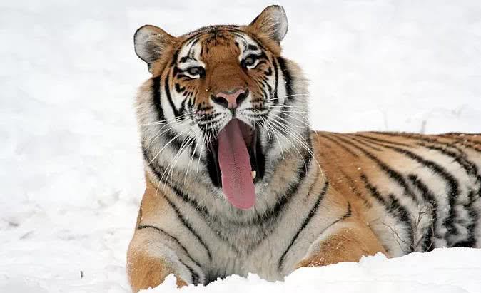 老虎的舌头究竟长什么样 看了之后才明白, 难怪它不挑食!