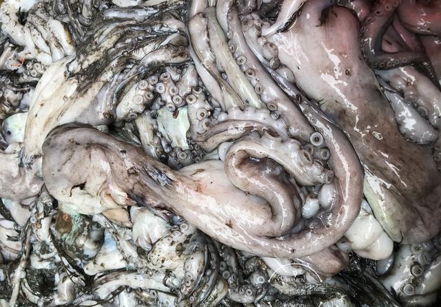 鱿鱼目鱼章鱼有哪些区别别吃了这么多年还傻傻分不清楚