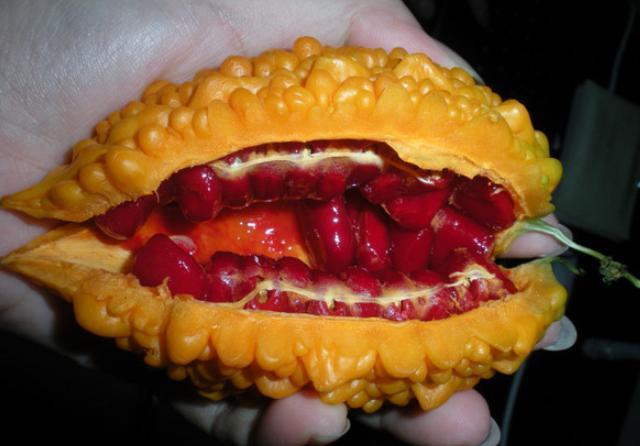 它与苦瓜长得很像不好区分没有果肉只有瓤和籽维生素高