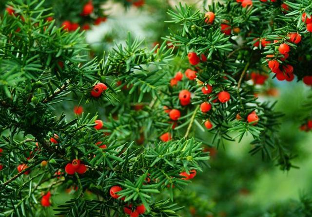 红豆杉,并不难养,几个养护妙招,来瞧瞧