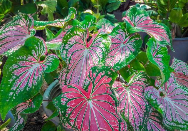 7种大叶花没光照也开爆盆养在客厅里高贵又旺家