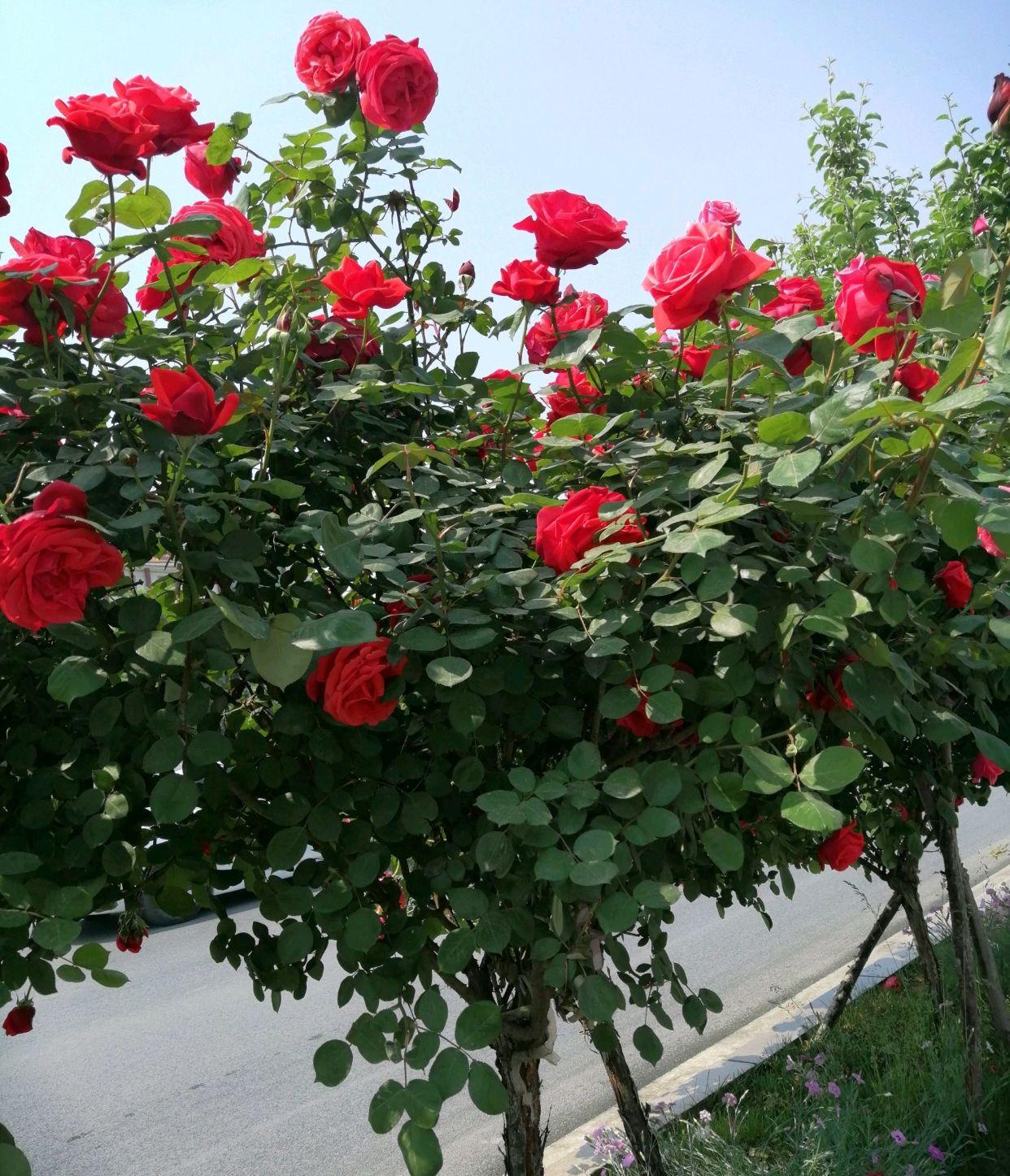 买了根嫁接棒棒糖月季根系太旺担心会闷根需要剪根再上盆吗