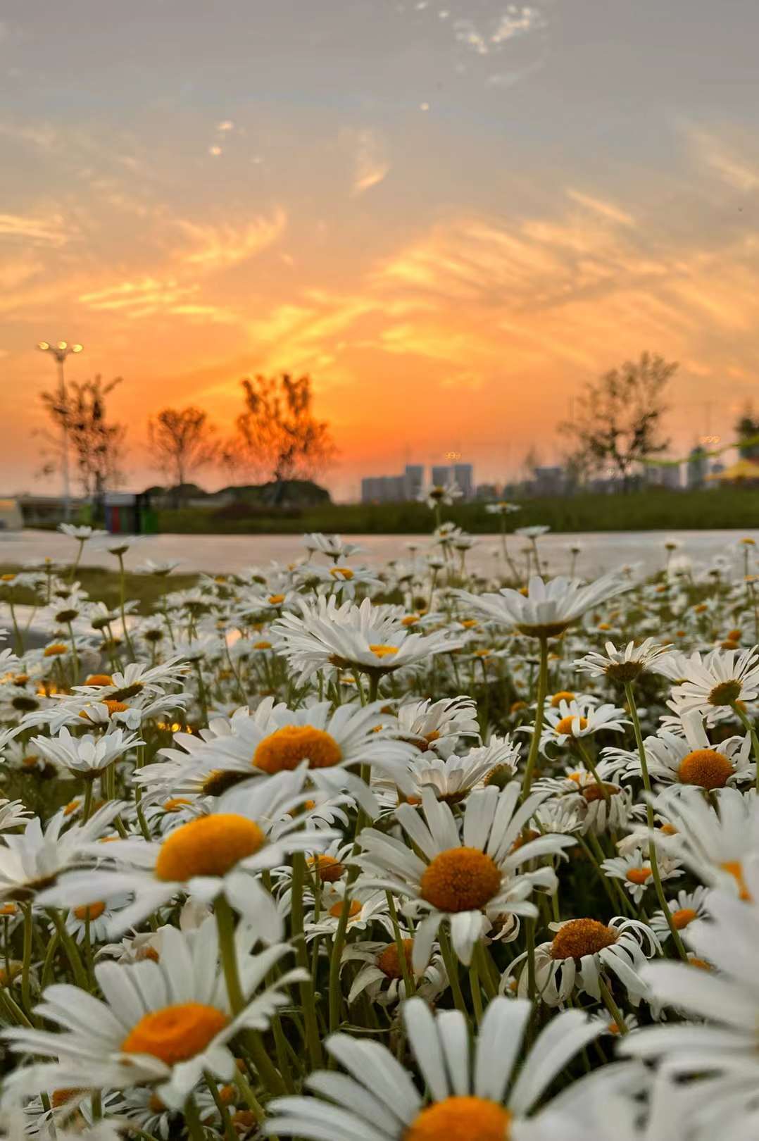 龙阳半岛日落(武汉市汉阳区龙阳湖公园)