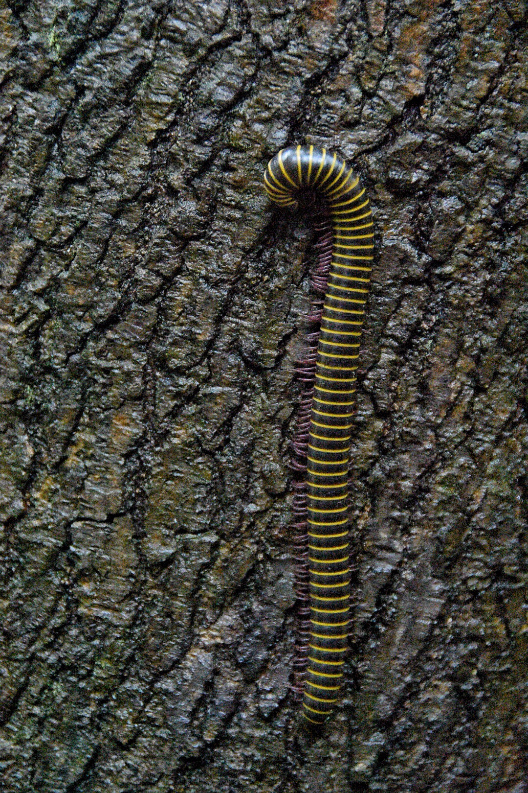 爬山时遇见千足虫马陆,第一次见到那么多脚的虫_高清图集_新浪网