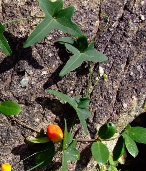此物俗称"茅瓜",是治疗皮肤病"特效药",野外就有,遇到带走__财经头条
