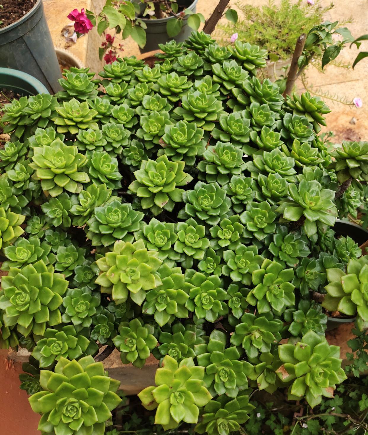 多肉中的"爆头王",3年长出100个头,看看我是怎样做到的