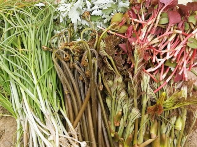 农村,大山深处的野生蕨菜,鱼腥草(折耳根),野生小蒜,刺春芽, 藤蒿