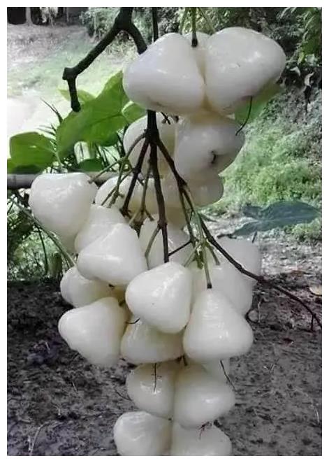 南方这杂交水果火了比蜂蜜还甜卖60元一斤却少有人吃过