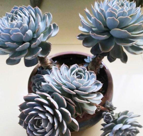 多肉养得好 离不开这 3种 土 性价比没的说 养花人都认同 财经头条