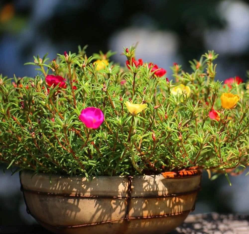 太阳花怎么养掌握几个小妙招一点都不用担心养不好