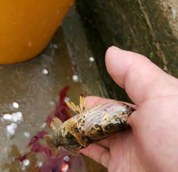 小黑鱼?广西老乡,河道里钓起许多"怪鱼",咬住人不放