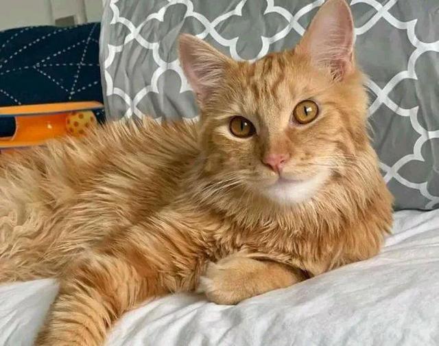 女主不放弃小橘猫24小时守护一年后却发现捡到宝是只缅因猫