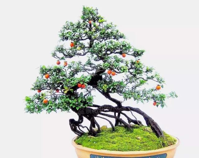 老鸦柿丛林丛林盆景应该如何造型