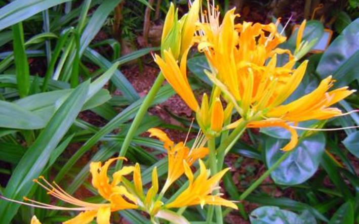 10月开始,财运旺盛,好运连连,生活富足美满的生肖