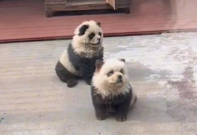 动物园有狗冒充熊猫？园方：确实是松狮犬染的，为弥补动物园空缺|熊猫|动物园|松狮犬_新浪新闻
