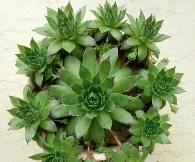 观音莲这么养,满盆冒小芽,长出一圈"小莲花"