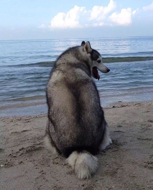 虎背熊腰是一种什么感受!