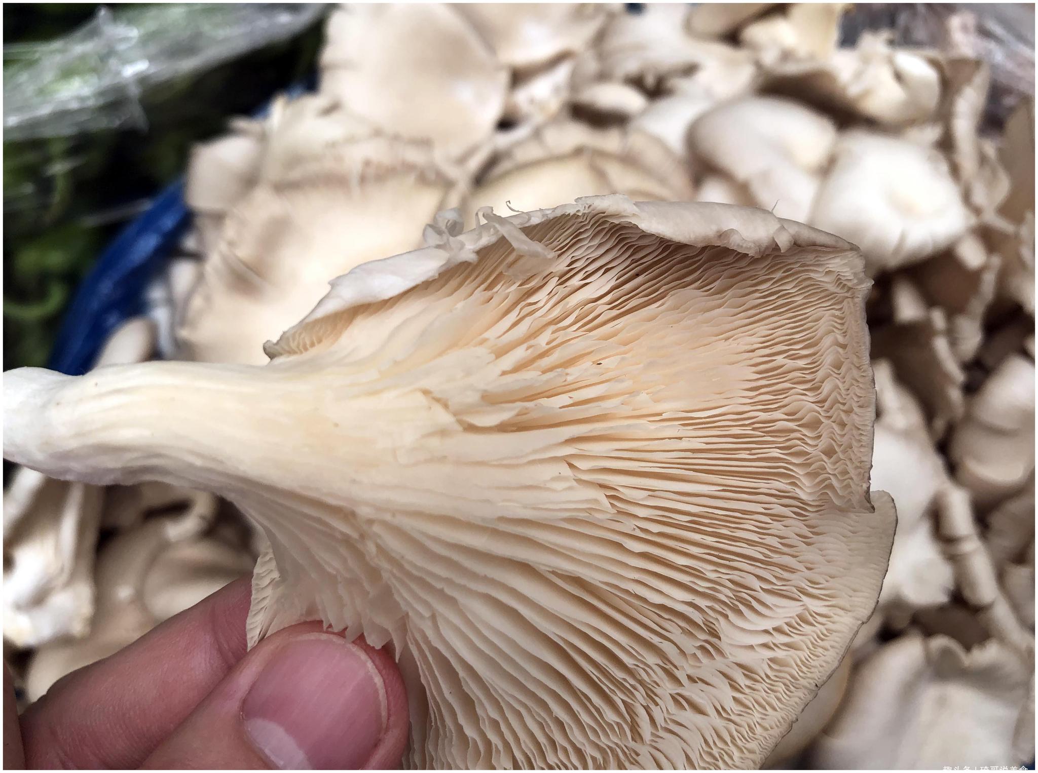 买平菇时选大的还是小的菜农教你一招轻松挑出好平菇