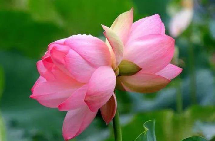 我们常说同气连枝,这个连枝就是并蒂花的枝,以前并蒂花用来形容兄弟