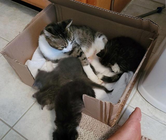 机智流浪猫骗男子收养,自己先安顿好了,再偷偷送上4个娃休闲区蓝鸢梦想 - Www.slyday.coM 机智流浪猫骗男子收养,自己先安顿好了,再偷偷送上4个娃休闲区蓝鸢梦想 - Www.slyday.coM