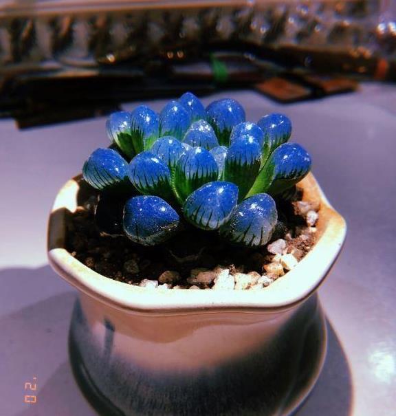 此种玉露像蓝宝石,叶子发蓝光,看起来很好看,一定不要购买