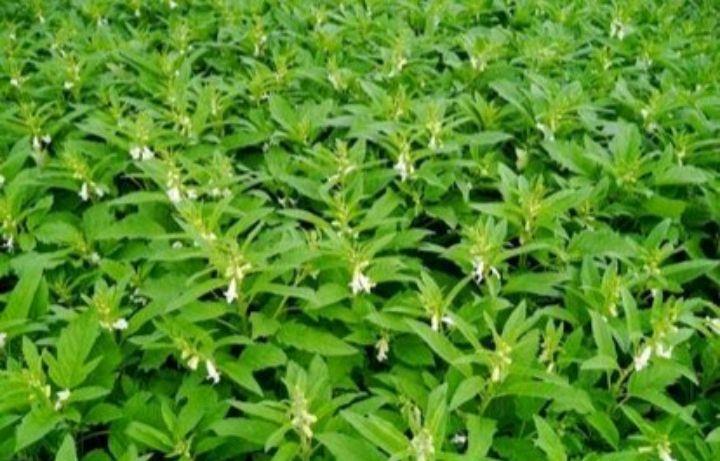 芝麻的叶子有什么作用|芝麻叶|芝麻|胡麻_新浪新闻