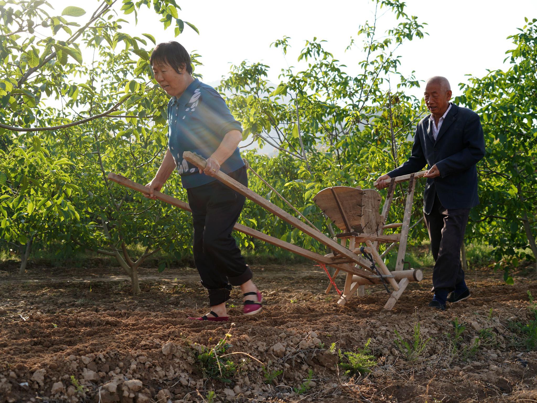 下1亩三分地继续耕种,就是为了找点事情做,老农民嘛一辈子都退不了休