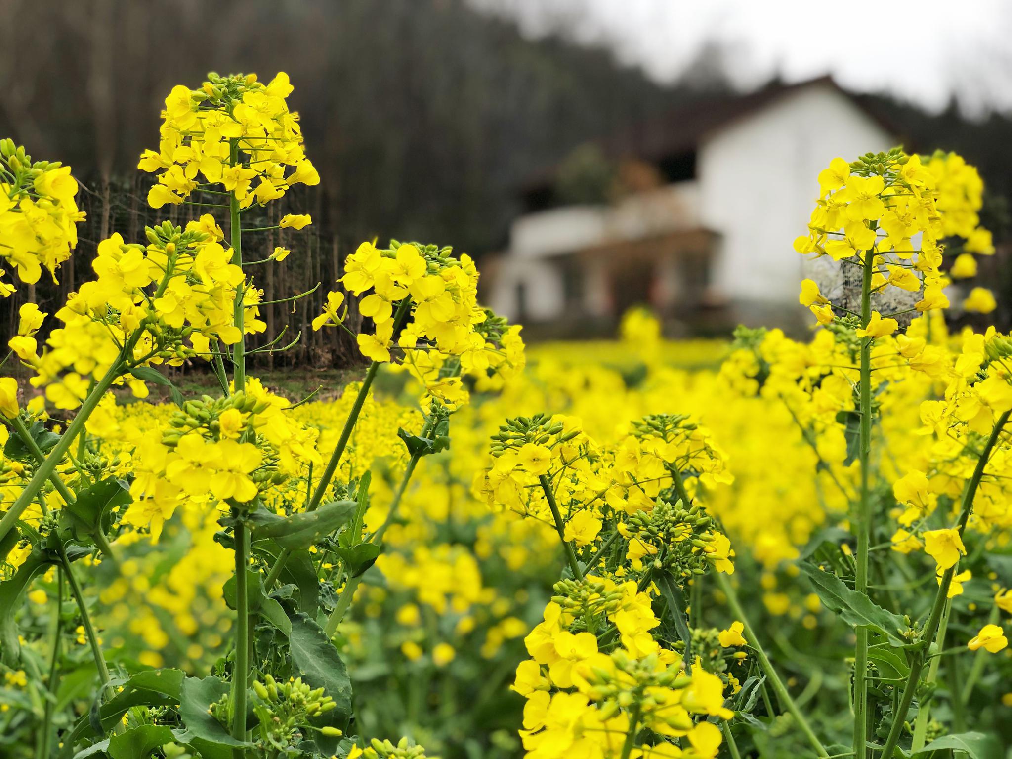 2021中国最美油菜花海·汉中旅游文化节南郑分会场启幕