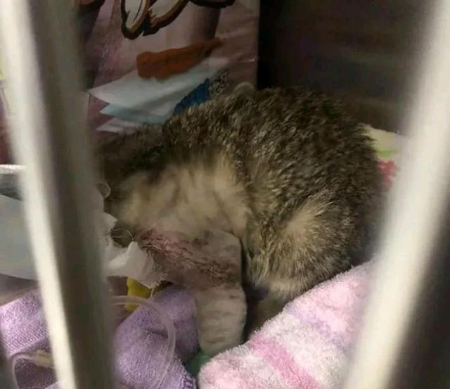 女孩见小猫骨折收留 猫却 恩将仇报 女孩 养猫压力太大 猫咪 小猫 猫 新浪新闻 女孩见小猫骨折收留 猫却 恩将仇报 女孩 养猫压力太大 猫咪 小猫 猫 新浪新闻