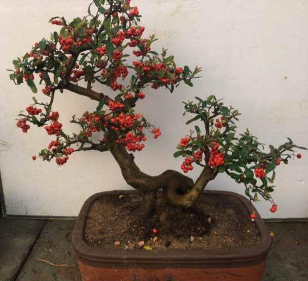 火棘盆景,果实成熟,红彤彤挂满枝头,漂亮又喜庆