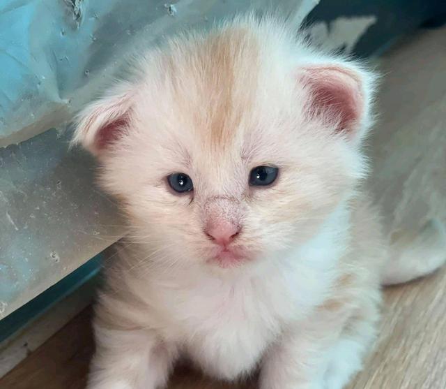 缅因猫小时候被嘲笑像小猪一年后大逆袭这颜值谁还敢笑话