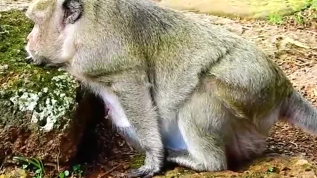 直击母猴分娩前的痛苦瞬间!