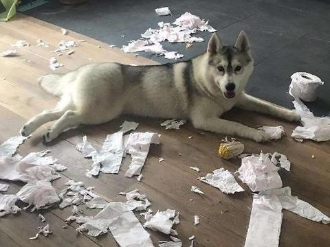 导致哈士奇拆家的原因有哪些?如何纠正哈士奇的拆家行为?
