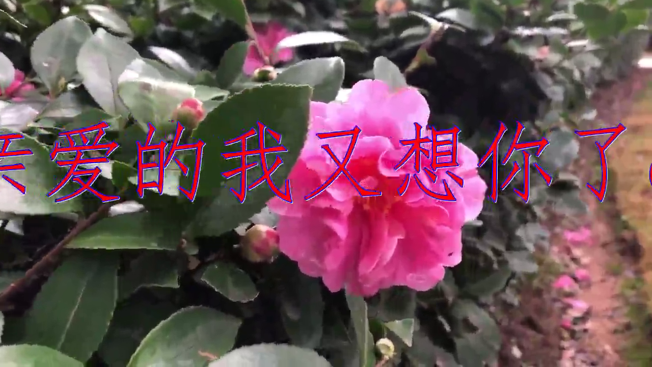 dj何鹏的一首《亲爱的我又想你了dj》,好听到哭,经典再现