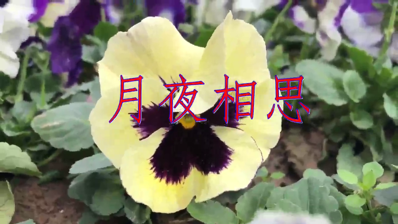 分享韩宝仪的经典歌曲《月夜相思》,完美无瑕,歌声淳朴