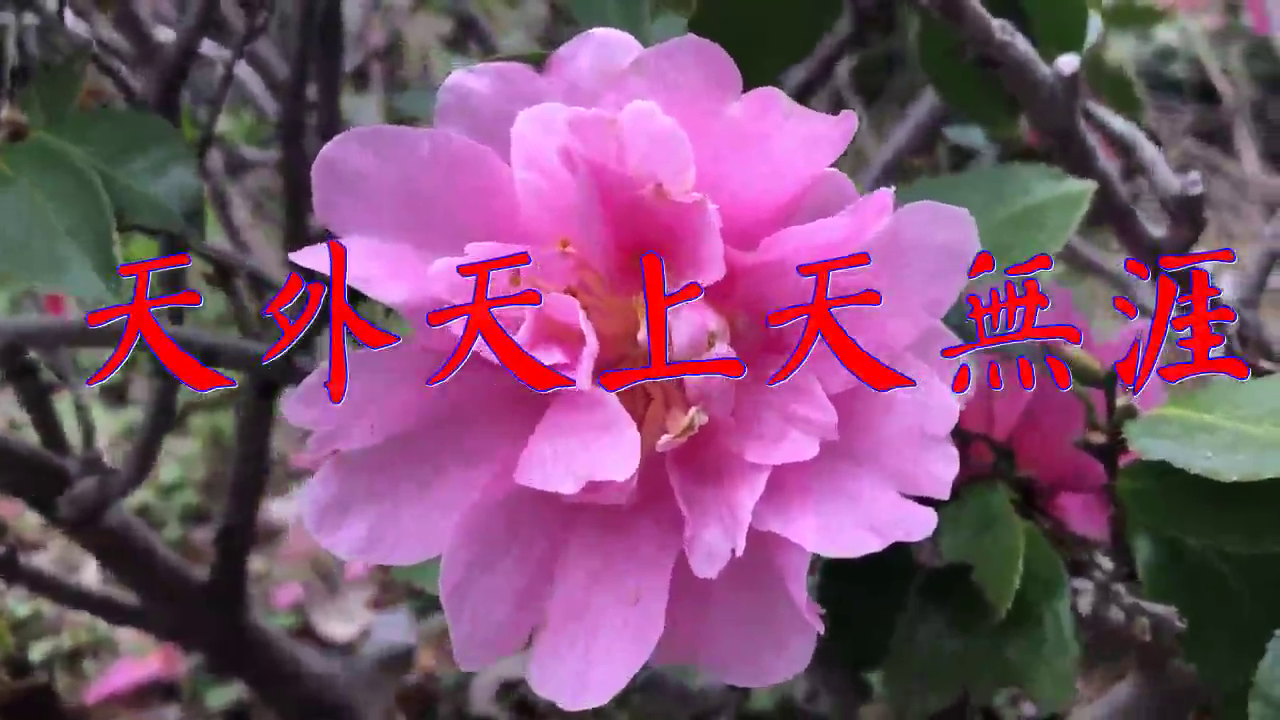 邓丽君 天外天上天無涯 字正腔圆 感染力很强