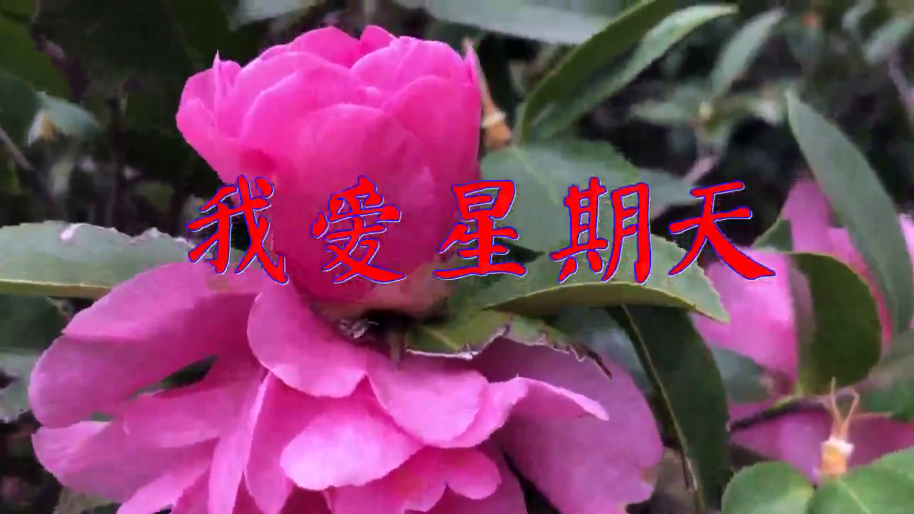 王七七的一首《我爱星期天》,真的是好听极了,嗓音甜美