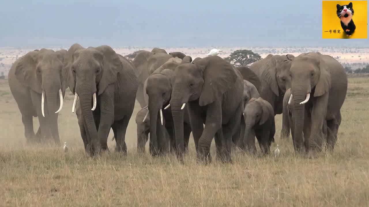 象群家族,游荡在斑马平原上!整齐的队列非常震撼,大象漫步