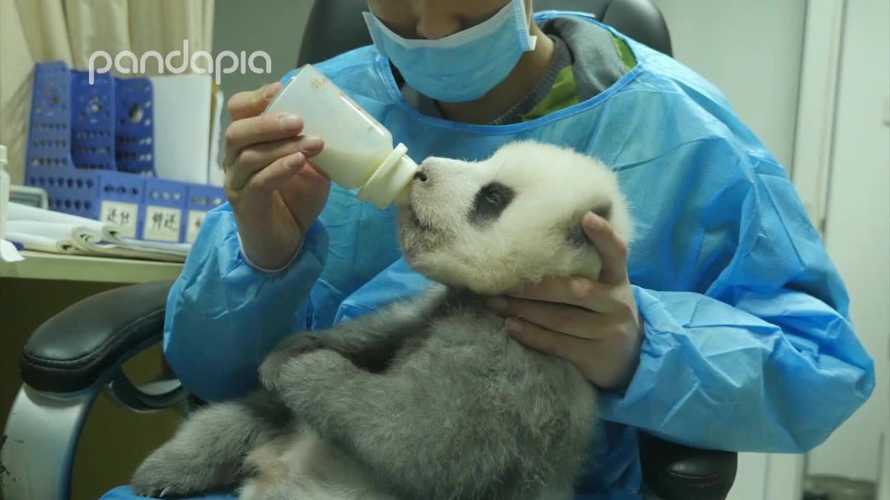 这个豹豹也太软萌了吧,好想rua